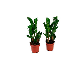 Замиокулкас D12