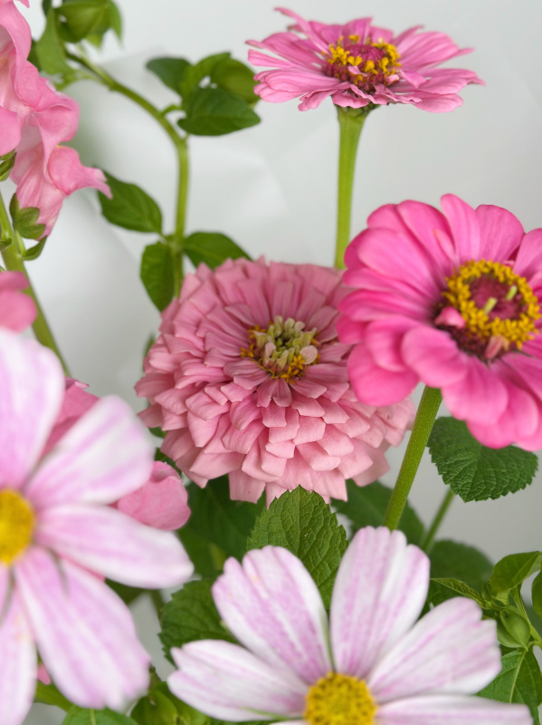 НЕЖНЫЙ БУКЕТ С ЦИННИЕЙ И КОСМЕЕЙ