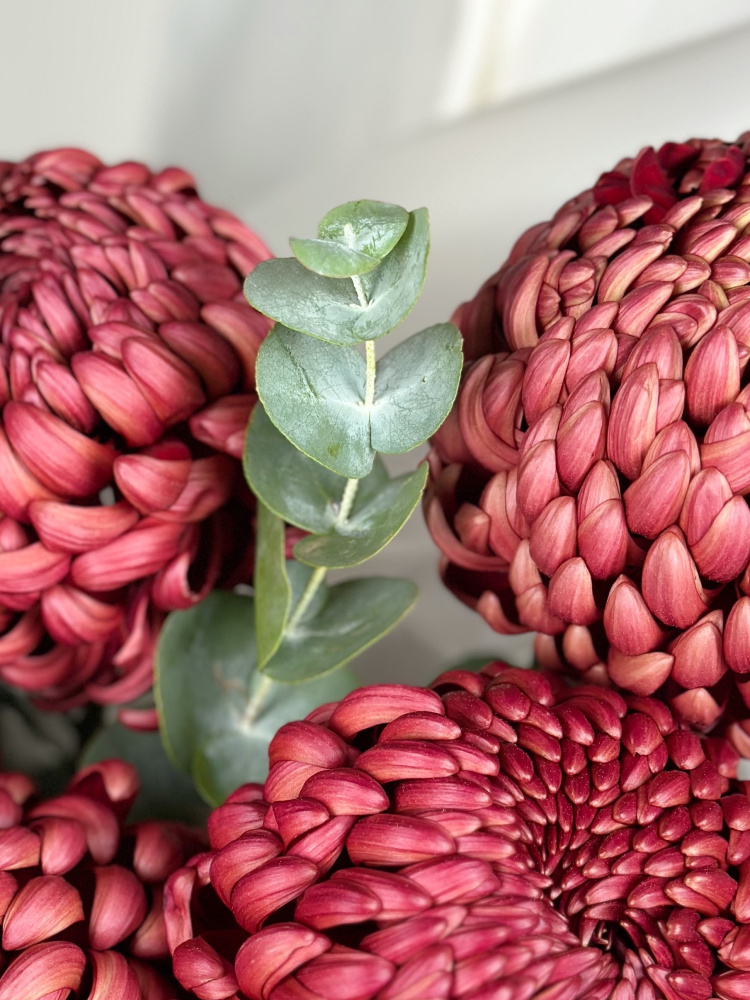 Букет из бордовых хризантем Бигуди и эвкалипта